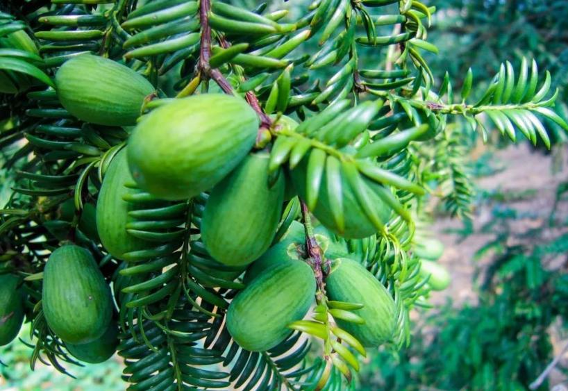 关于银杏你还知道什么,香榧小知识