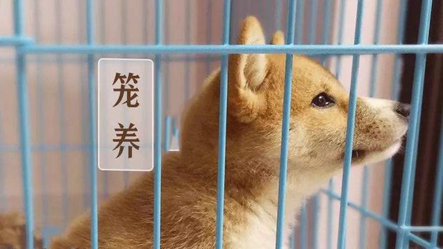 狗狗有必要训练定点,狗狗老是在家里乱尿可以笼养吗