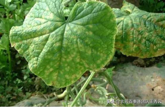 黄瓜细菌性叶枯病的发病规律,黄瓜靶斑病和叶枯病怎么区分