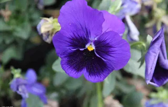 彩铅画云堇教程,三色堇彩铅画图片