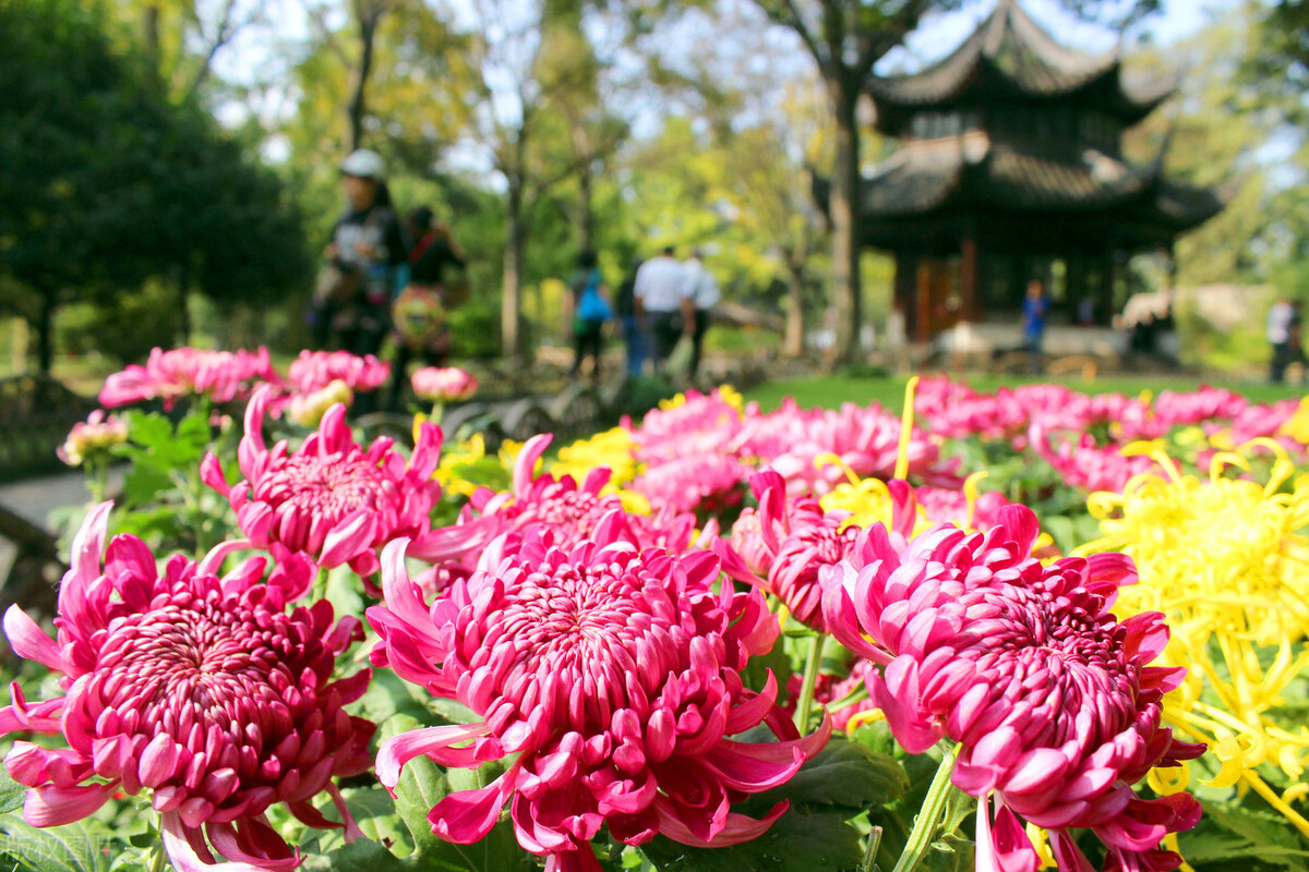 重阳节赏菊正当时，推荐国内这9个地方的赏菊好去处，沉浸式赏花