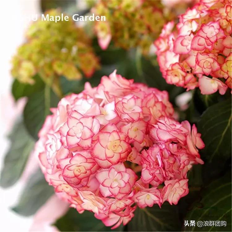 十种好看的绣球,最好看的绣球花视频