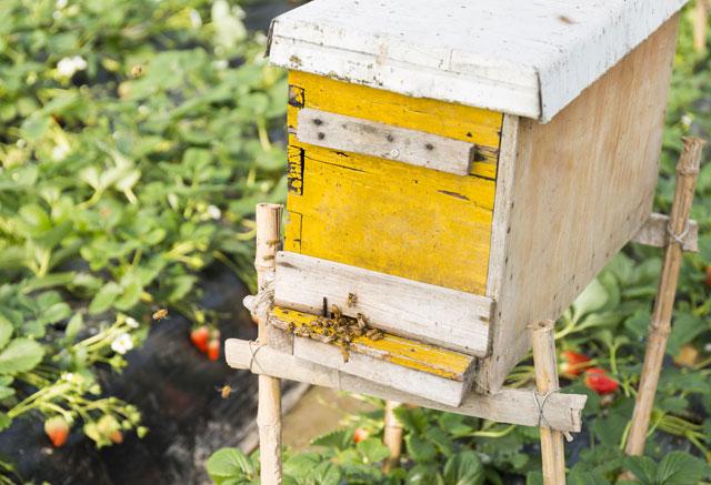 秋季大棚草莓的高产栽培技术,大棚草莓种植技术开始发展起来