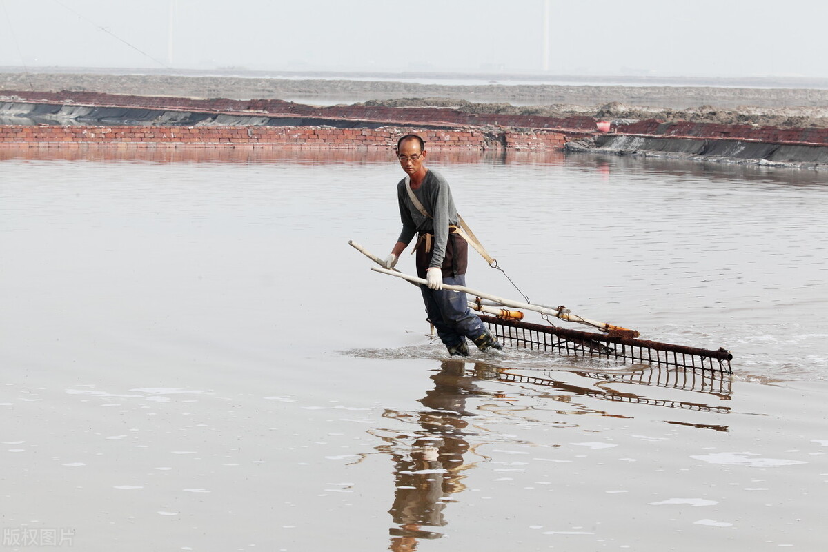 基围虾得名,基围虾真实名字叫什么