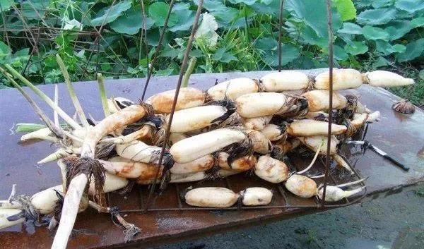 种植莲藕一亩成本要多少钱,种植莲藕一亩大概能卖多少钱