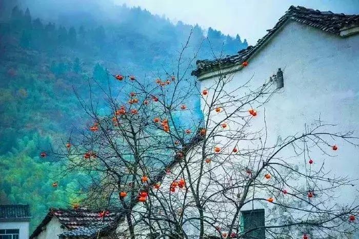 柿子熟了美文赏析,柿子熟了美图100张