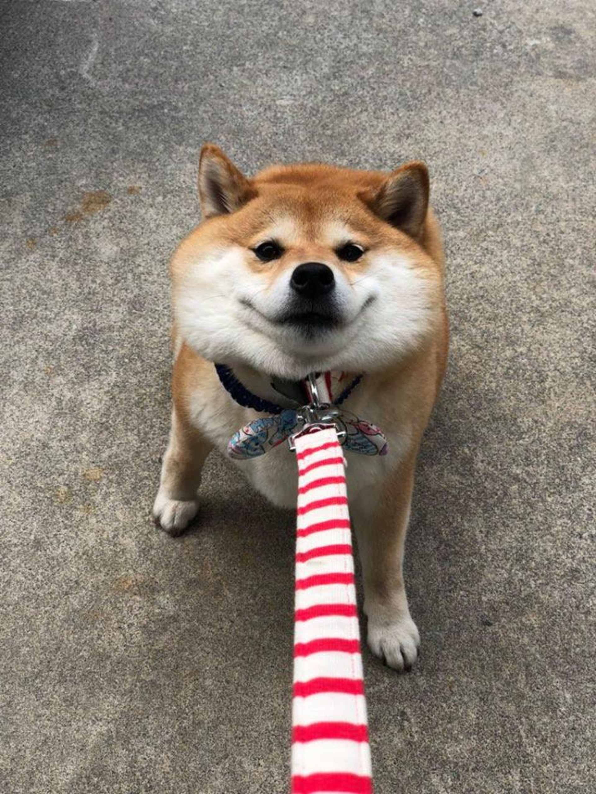 柴犬因拒绝回家网上爆红，出门就不想回家，一听到回家秒变脸