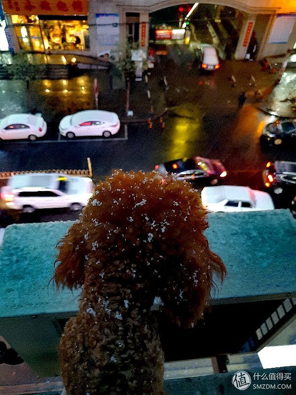 土狗子的狗粮怎么选购的,平价狗粮推荐幼犬粮