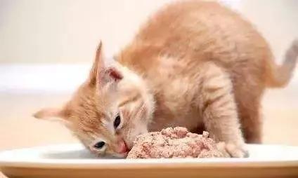 猫咪太肥胖可以节食吗,猫咪吃什么能长胖如何让猫咪长肉