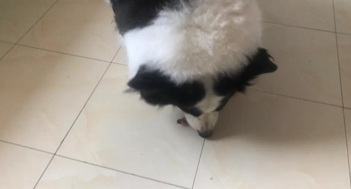 吸引汪星人最有效的方法,如何让你家狗狗不咬你