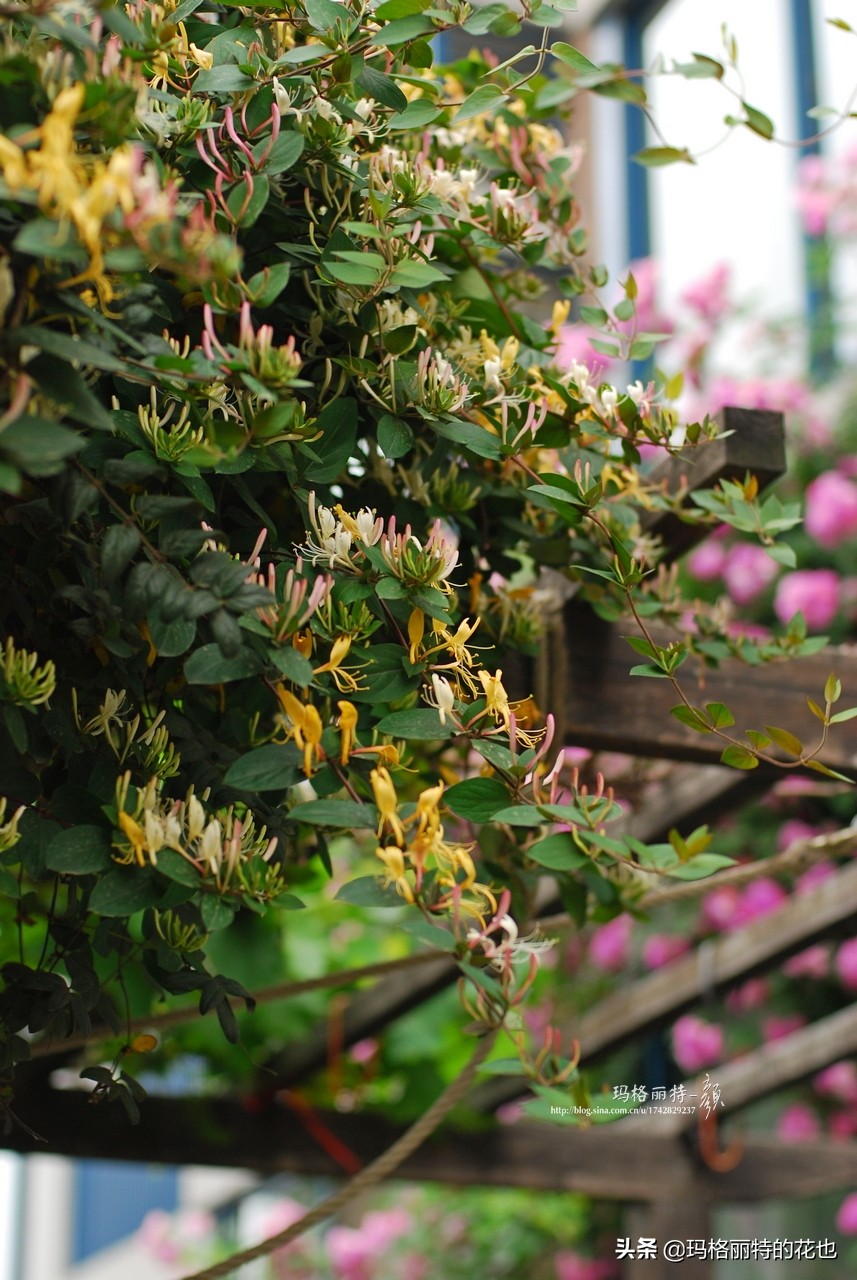 花园里四季常青的树,花园里四季都绿的植物