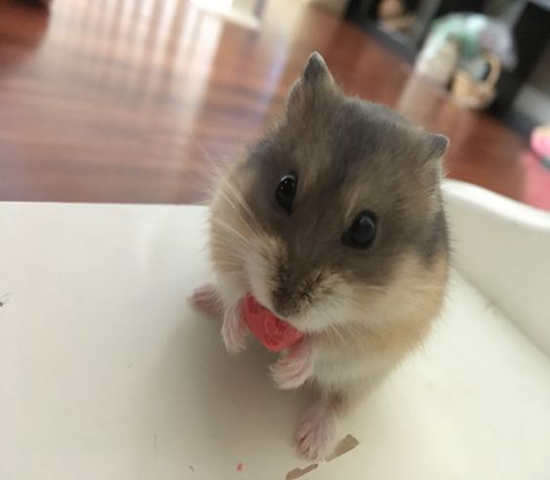 可伶仓鼠不慎骨折,不想事后诸葛亮,这四个预防措施很管用!