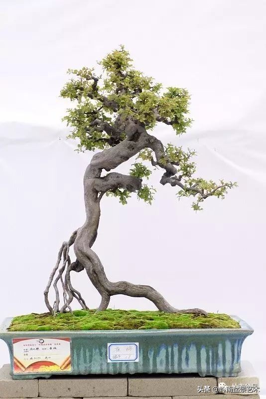 精品雀梅盆景名称,值得收藏的盆景作品欣赏