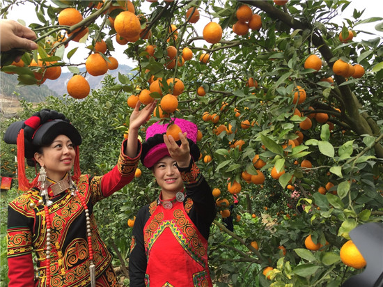 丑橘的食用方法,如何做到丑橘里是沙糖桔