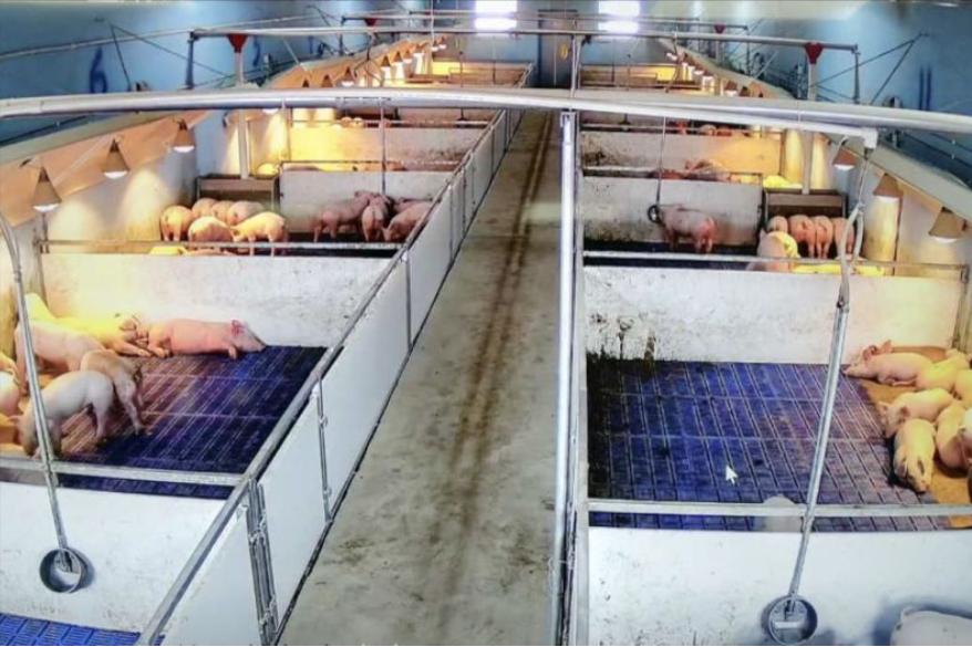 生猪养猪政策有哪些,生猪养殖最新政策