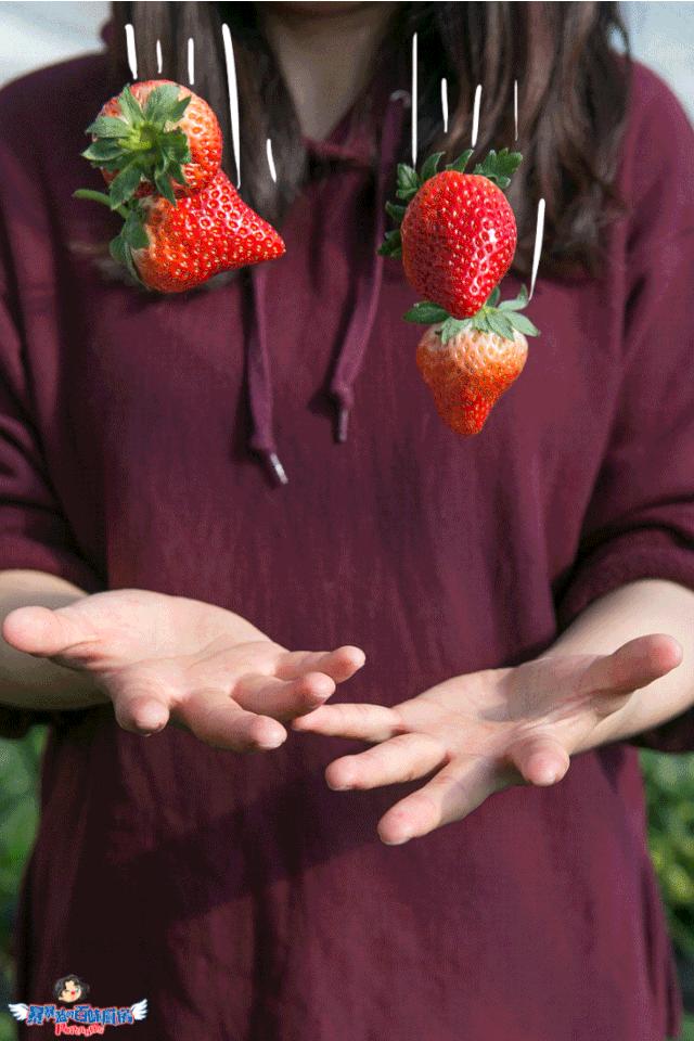 丹东特大久久红草莓,丹东九九大草莓是引进的吗