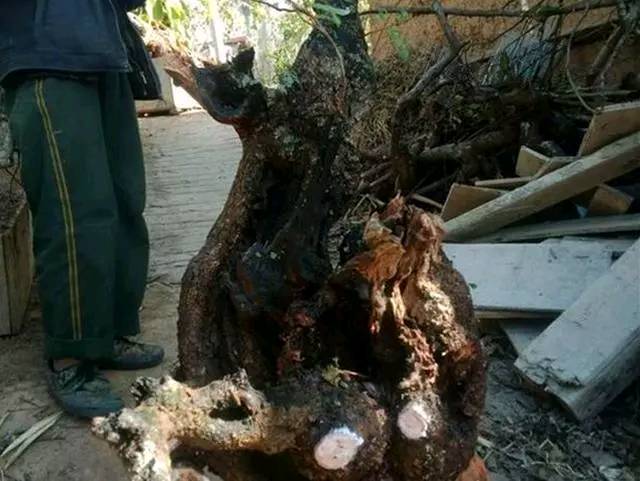 哪些植物可以用来做枕头,哪种植物的叶子可以做枕头