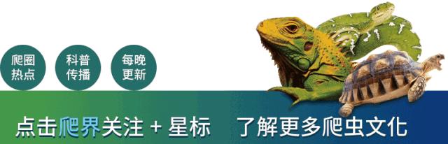 二级濒危保护物种蝾螈,濒危蝾螈