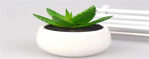 芦荟根部烂了怎么办用什么药,芦荟的根烂了怎么回事