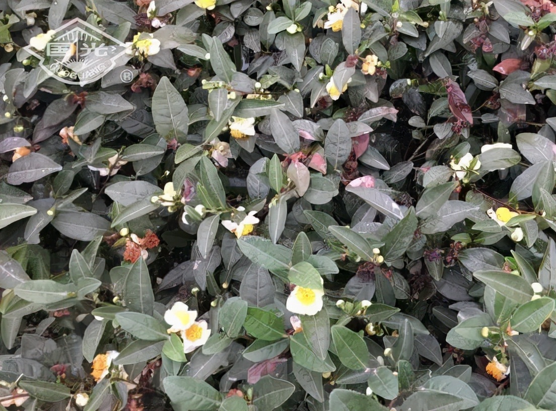 茶树开花影响产量吗,茶树开花结果是什么原因