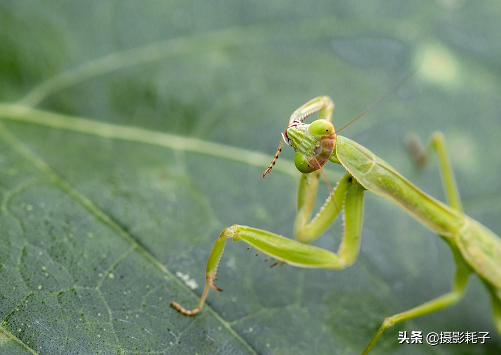 引以为傲的螳螂,勇敢的螳螂