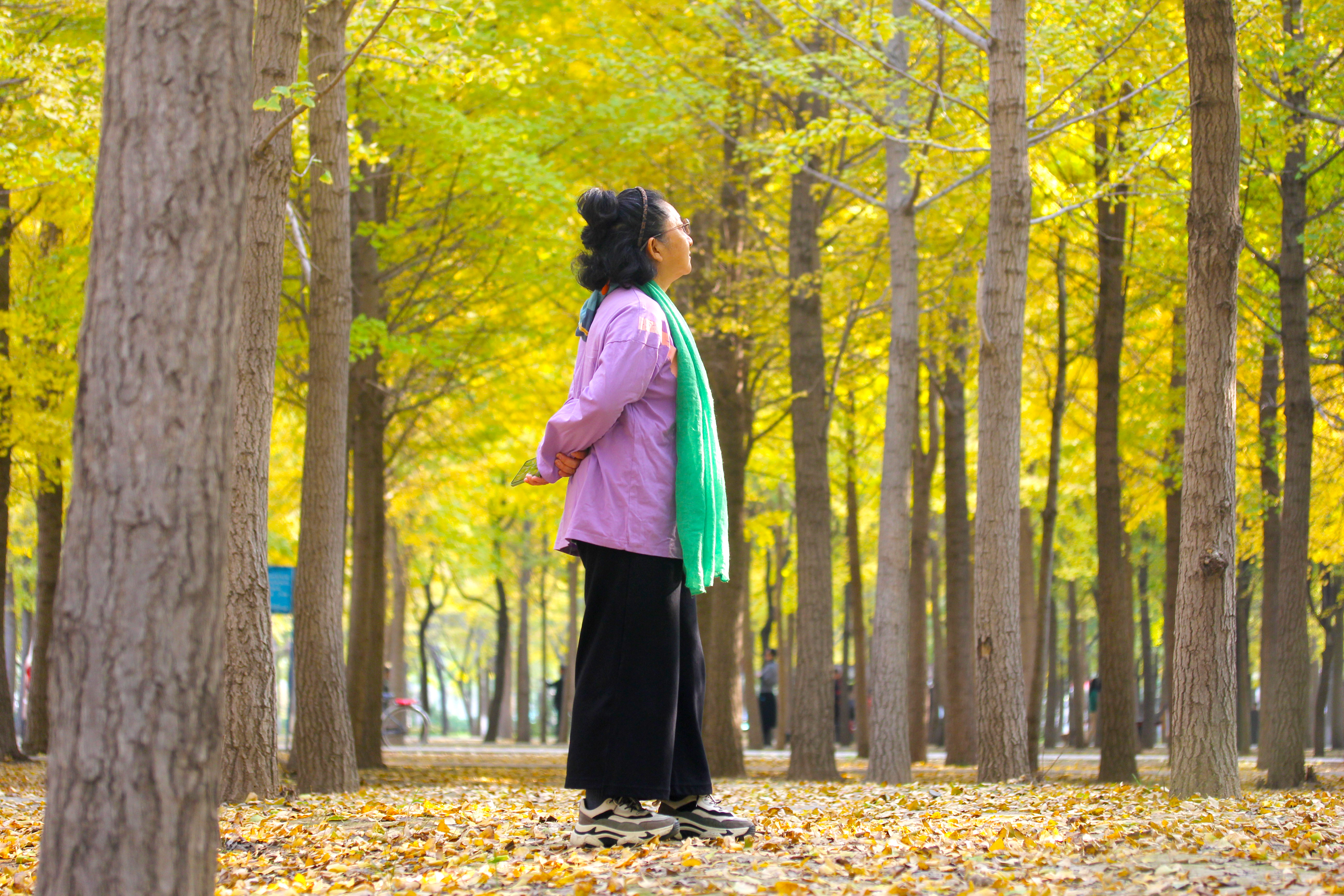 北京小众湿地公园免费,北京看银杏树林