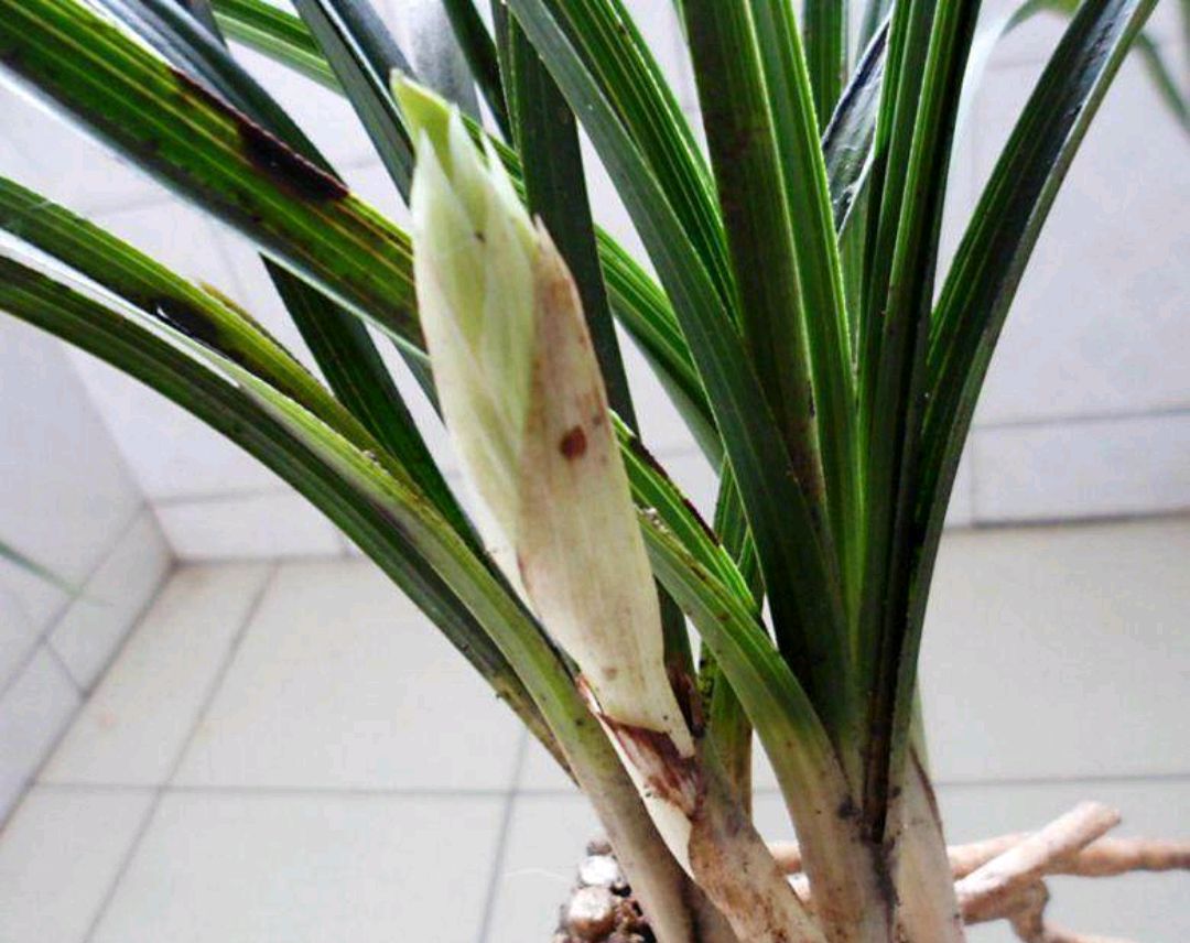 蕙兰开花苞后怎么养护,蕙兰长出花苞