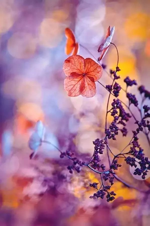 绝美花朵摄影佳作,波兰花朵摄影作品欣赏