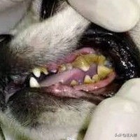 狗子口腔有问题会有什么反应,狗得口腔溃疡会有什么症状