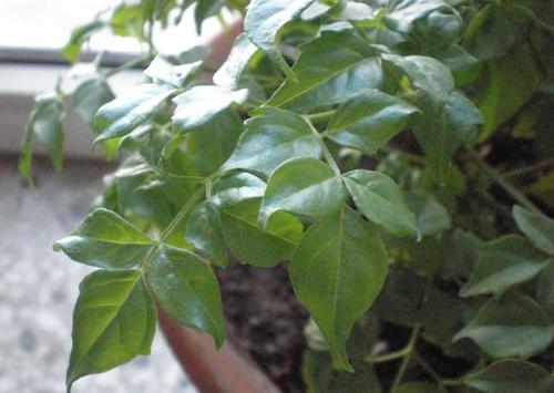 幸福树叶子发黄焦枯了怎么办,幸福树叶边发黑焦枯怎么办