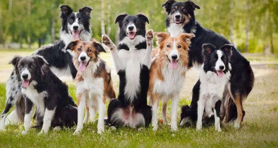 边境牧羊犬怎么喂食才好,边境牧羊犬平时怎么喂食物