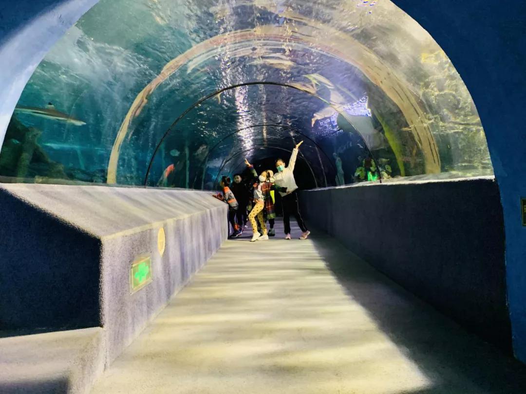 海洋馆奇妙夜,海洋馆探索海洋世界