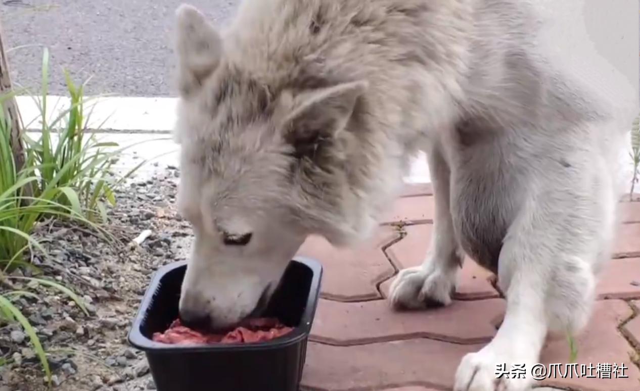 流浪狗身体长了瘤,流浪狗得肿瘤被主人遗弃