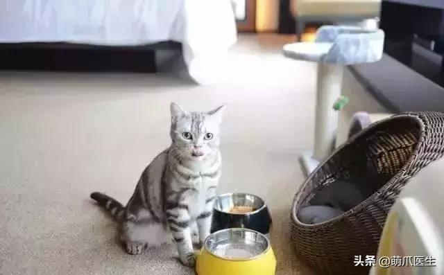 上海可带宠物入住的酒店推荐,怎么选宠物友好酒店房间