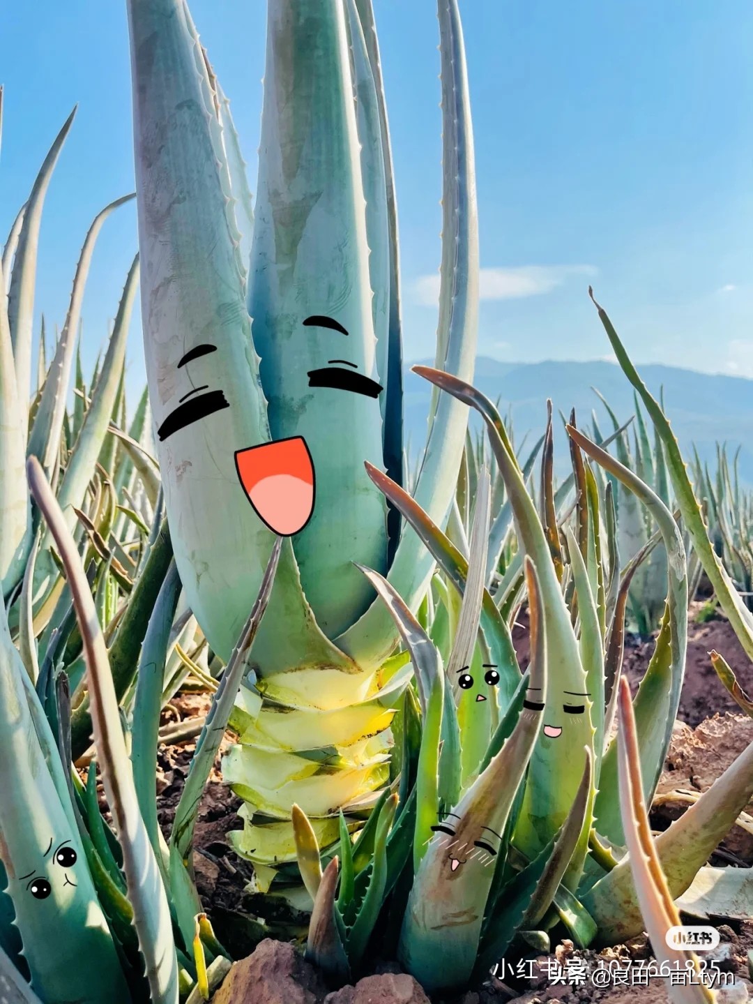 云南天然芦荟护肤品舒缓调理 (云南元江万亩芦荟基地的芦荟水)