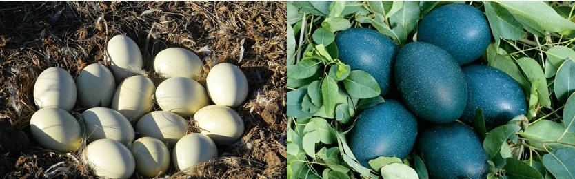 澳洲鸵鸟和非洲鸵鸟什么区别呢,非洲鸵鸟和澳洲鸵鸟有什么区别吗