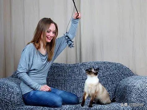 猫咪怕人不让抱怎么培养感情,猫咪长大了特别怕人怎么训练