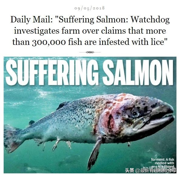 挪威三文鱼养殖环境恶劣纪录片,挪威三文鱼养殖环境恶劣新闻