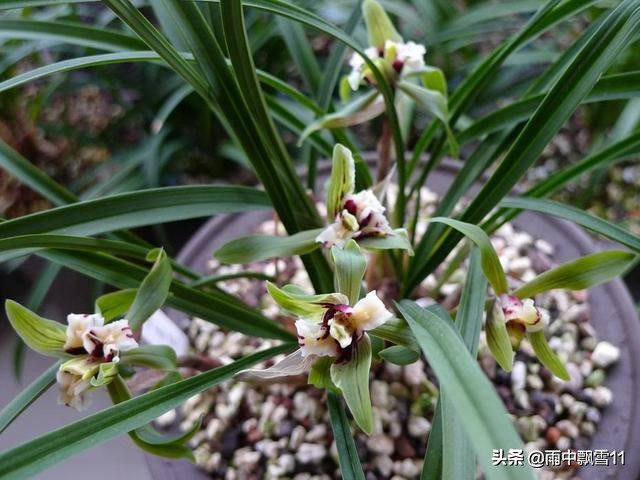 兰花叶尖发黑的原因及解决办法,兰花叶尖发黑干枯是什么原因