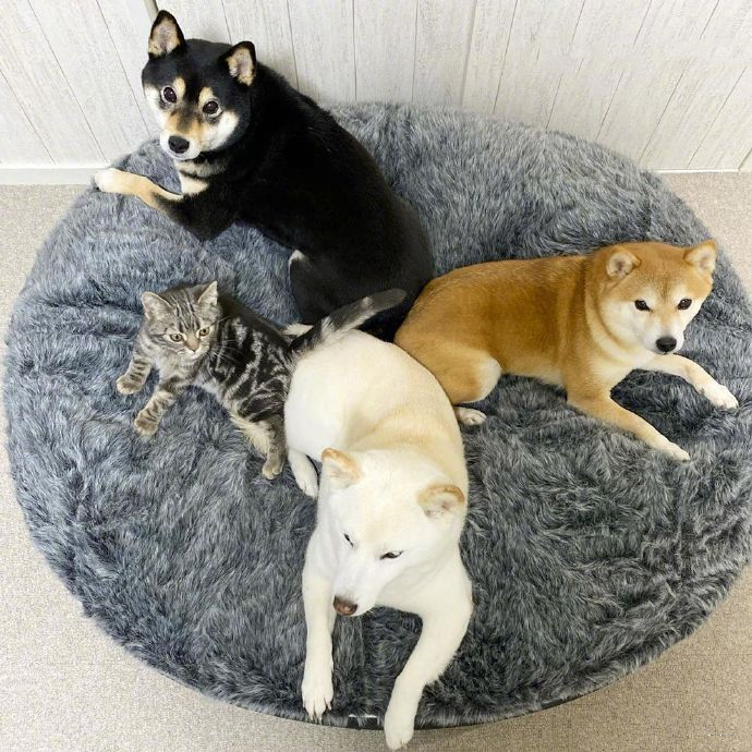 女子买了一只猫咪,和3只狗狗放在一起养,竟发现它逐渐狗化了