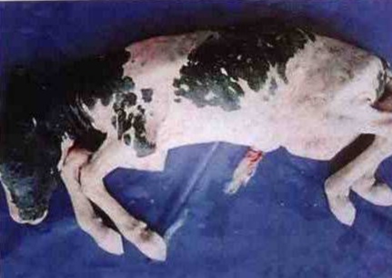 奶牛布氏杆菌病怎么治疗,奶牛怎么检测布鲁氏菌