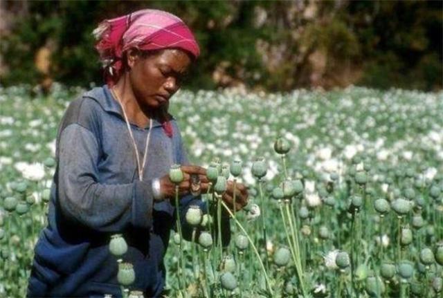 贩卖毒品的金三角在中国哪个地区,毒品