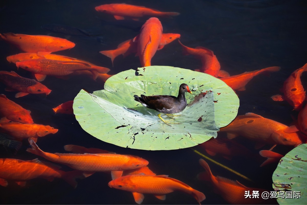 观鸟大年作品集,观鸟大年完整版