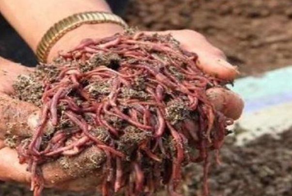 农村这几个养殖项目月收入过万,农村养殖什么项目能年入百万