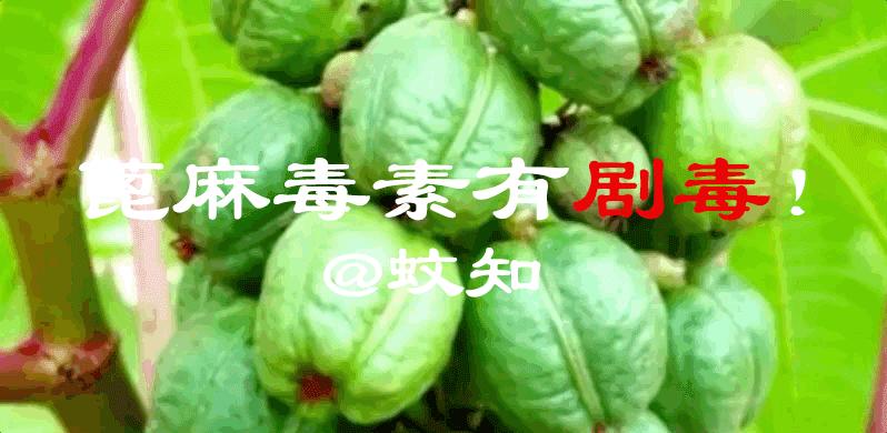 蓖麻子的籽是剧毒吗,蓖麻有毒的地方