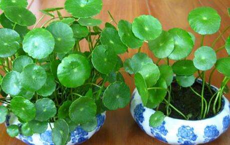 得了痔疮到底怎样治疗才有效,得了痔疮最好的调理办法