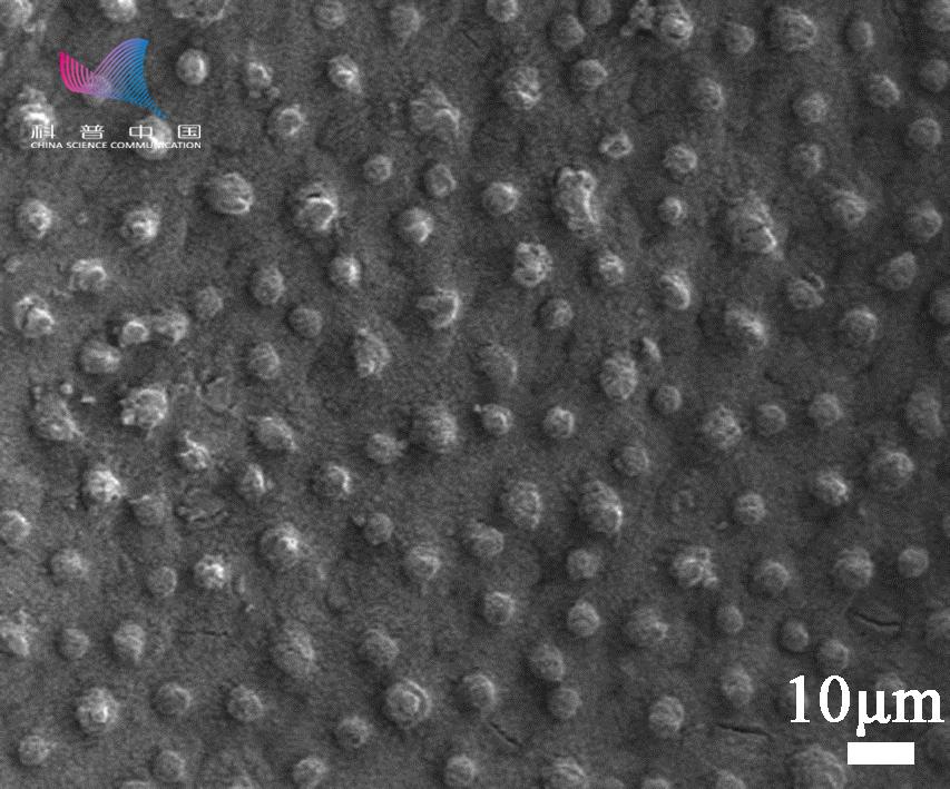 荷叶为什么出淤泥而不染读后感,荷叶出淤泥而不染濯清涟而不妖