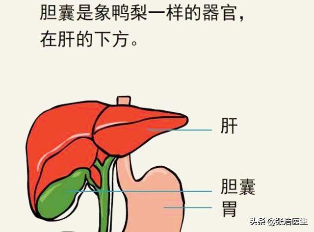 胆不好会出现消化不良吗？日常生活如何改善？