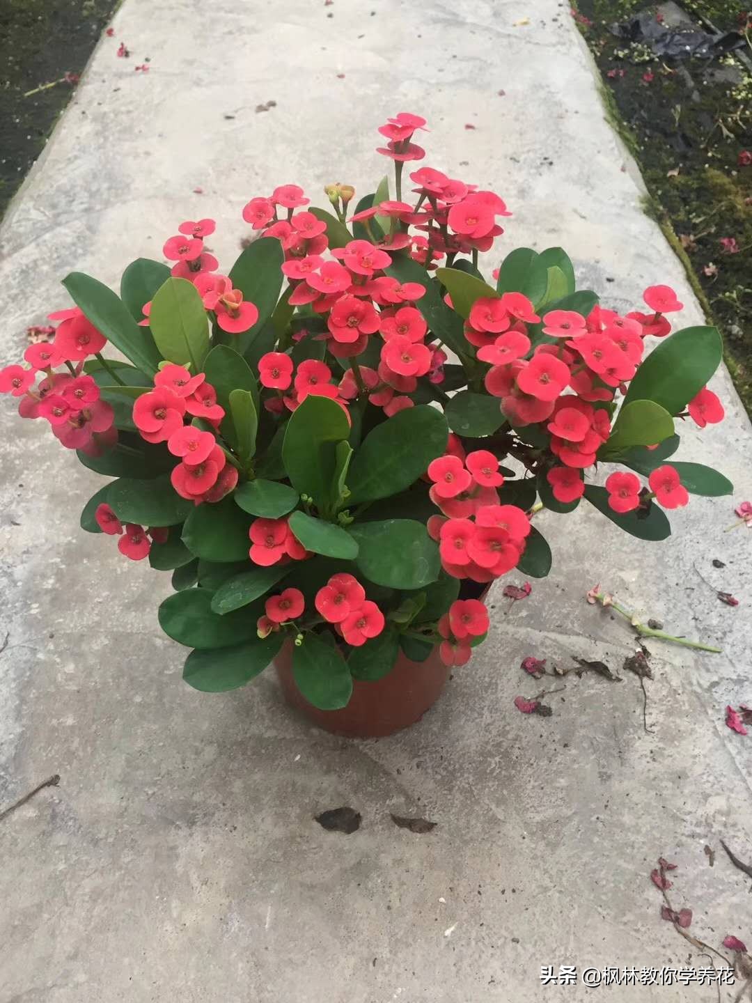 虎刺梅黄叶怎么补救最佳方法,虎刺梅冬天不通风就烂根咋办