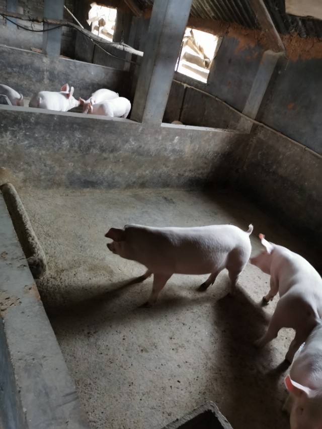 最近养猪场的非瘟情况,养猪场在此次疫情中是否有变化